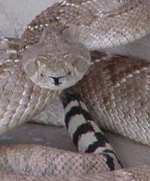 Western diamondback rattlesnake