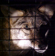 Captured coyote